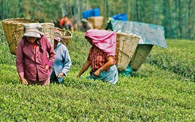 tea processing image